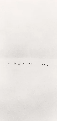 Minimalist Birds Foggy Dramatic Atmospheric