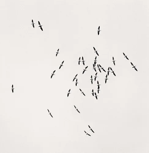 Minimalist Birds High Contrast Nature