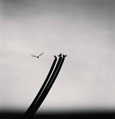 Minimalist Birds Silhouetted Poles High Contrast Dramatic