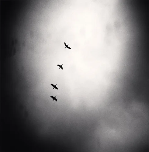 Minimalist Birds Silhouetted High Contrast Dramatic Atmospheric Nature