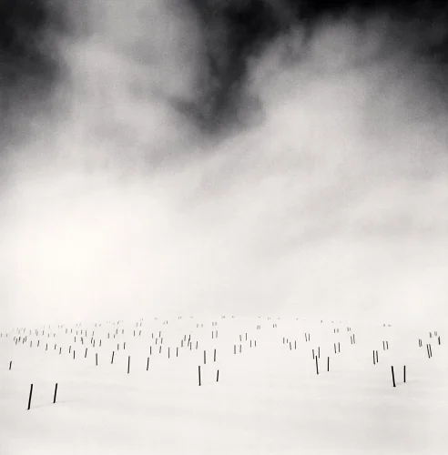 Minimalist Foggy Trees Dramatic Mysterious Nature