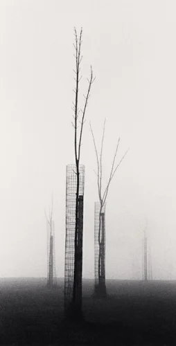 Minimalist Foggy Trees High Contrast Mysterious Nature
