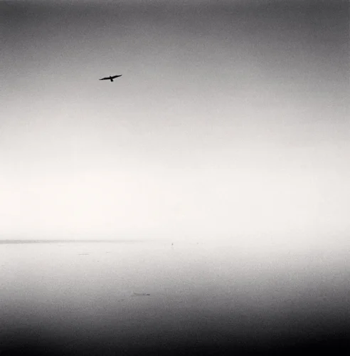 Minimalist High Contrast Serene Nature