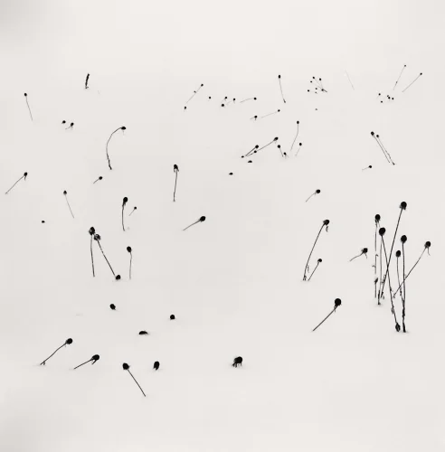 Minimalist High Contrast Nature Dramatic Mysterious