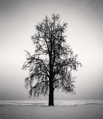 Minimalist High Contrast Tree Nature Dramatic