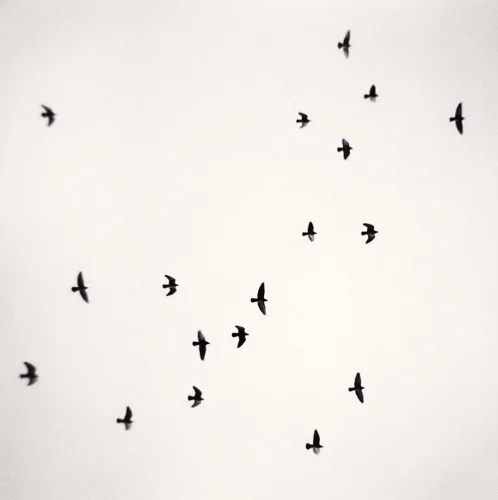 Minimalist High Contrast Birds Nature