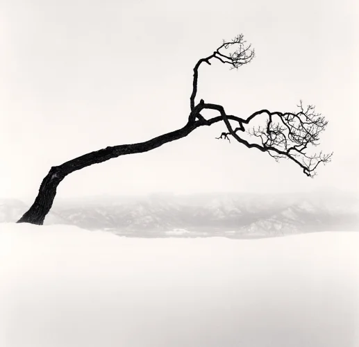 Minimalist High Contrast Nature Dramatic Mysterious Tree