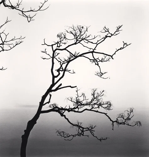 Minimalist High Contrast Nature Moody