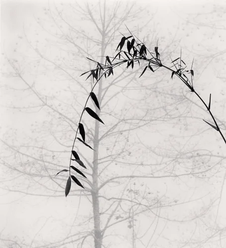 Minimalist Nature High Contrast Dramatic Mysterious