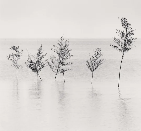 Minimalist Nature High Contrast Serene