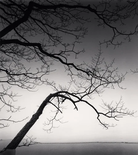 Minimalist Nature High Contrast Dramatic Mysterious