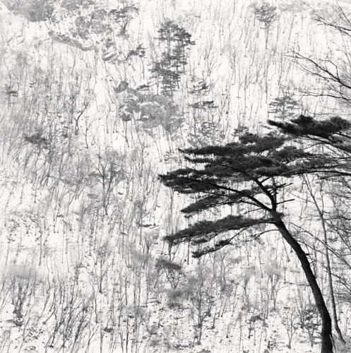 Minimalist Nature High Contrast Dramatic Atmospheric