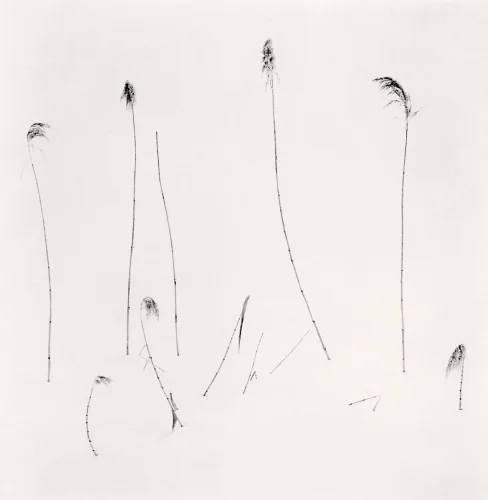 Minimalist Nature Textured High Contrast Serene