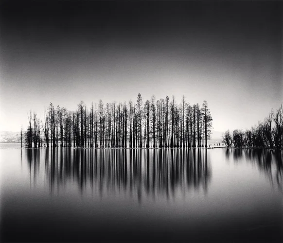 Minimalist Reflection Trees Water High Contrast Nature