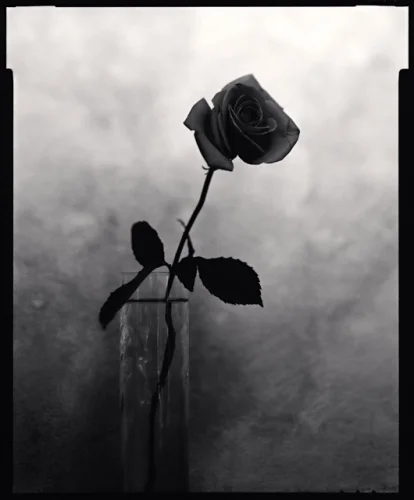 Minimalist Rose High Contrast Dramatic Nature