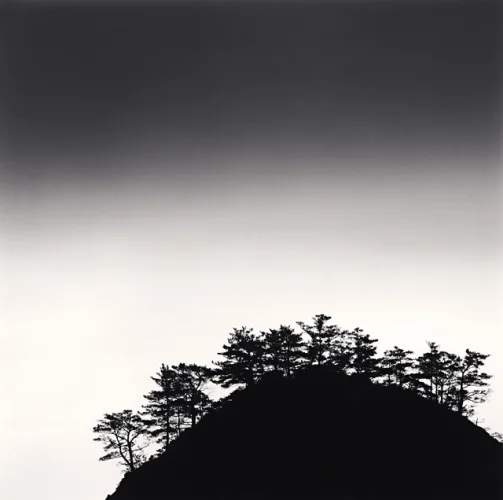 Minimalist Silhouetted Trees Dramatic High Contrast Nature