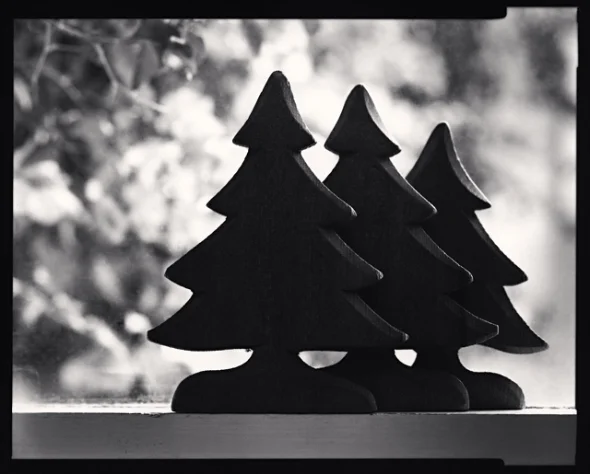 Minimalist Silhouetted Trees High Contrast Dramatic Nature