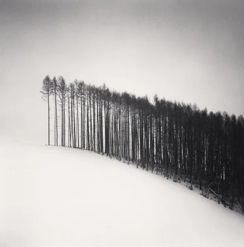 Minimalist Snowy Forest Dramatic High Contrast Mysterious Nature