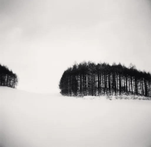 Minimalist Snowy Forest Dramatic High Contrast Mysterious