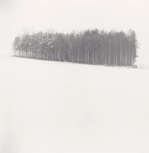 Minimalist Snowy Forest Dramatic High Contrast