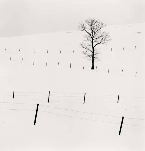 Minimalist Snowy Tree Barren Branches Fence Lines High Contrast