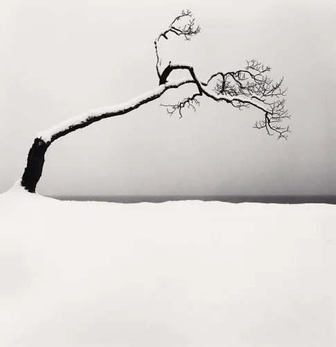 Minimalist Snowy Tree Branches High Contrast Nature