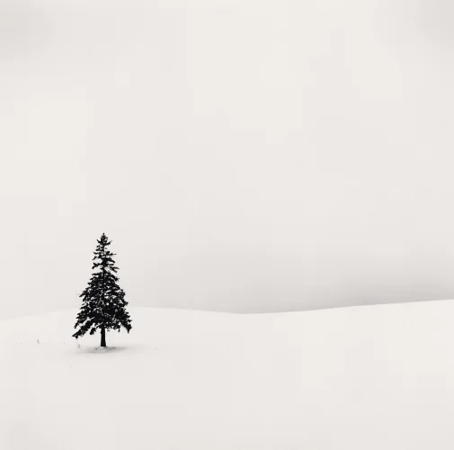 Minimalist Snowy Tree Dramatic High Contrast Nature