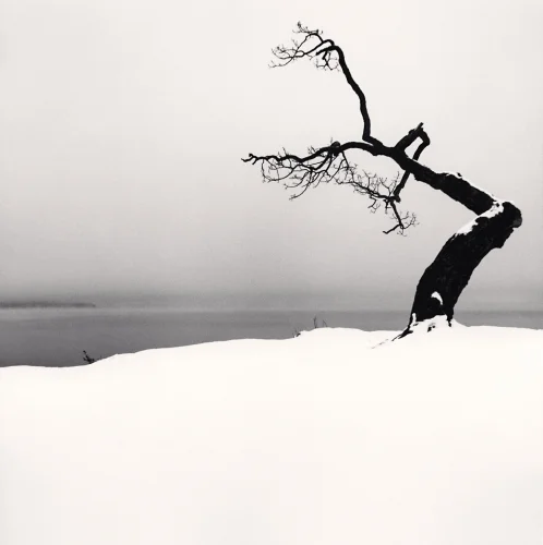 Minimalist Snowy Tree Dramatic High Contrast Nature