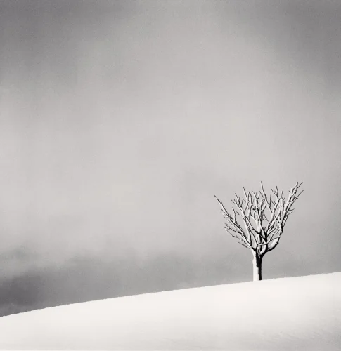 Minimalist Snowy Tree Dramatic High Contrast Nature