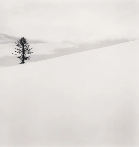 Minimalist Snowy Tree Dramatic High Contrast Nature