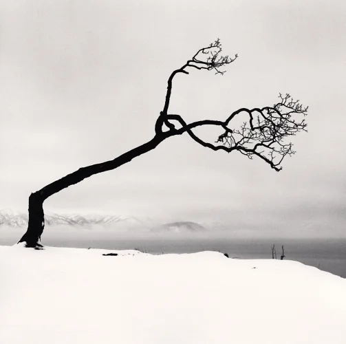 Minimalist Snowy Tree Dramatic High Contrast Nature