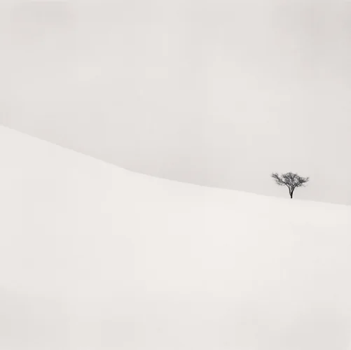 Minimalist Snowy Tree Dramatic High Contrast Nature