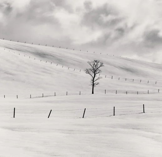 Minimalist Snowy Tree Fence Dramatic Atmospheric Landscape