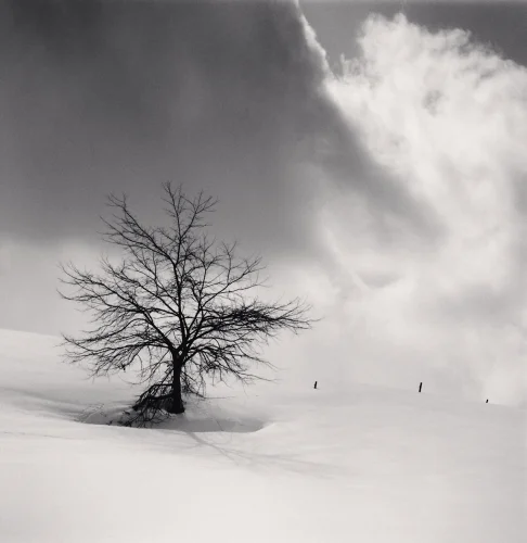 Minimalist Snowy Tree High Contrast Dramatic Nature