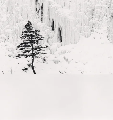 Minimalist Snowy Tree Icy Landscape High Contrast Serene