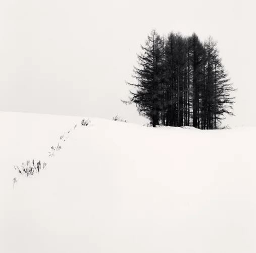 Minimalist Snowy Trees Dramatic High Contrast Nature