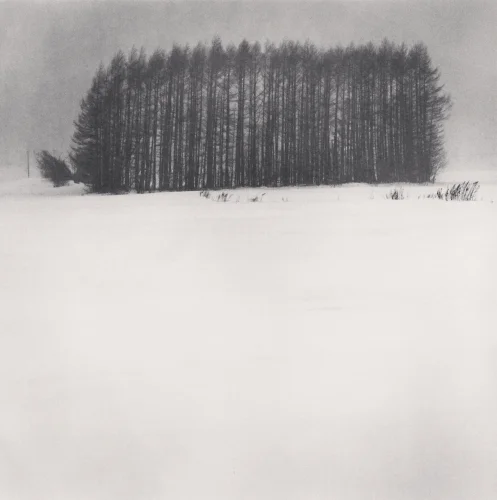 Minimalist Snowy Trees Dramatic High Contrast Nature