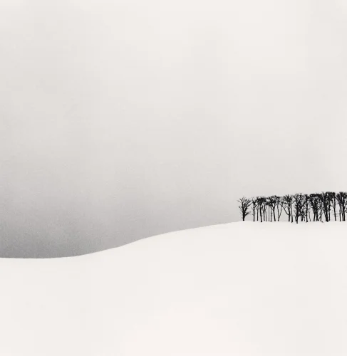 Minimalist Snowy Trees Dramatic High Contrast Nature