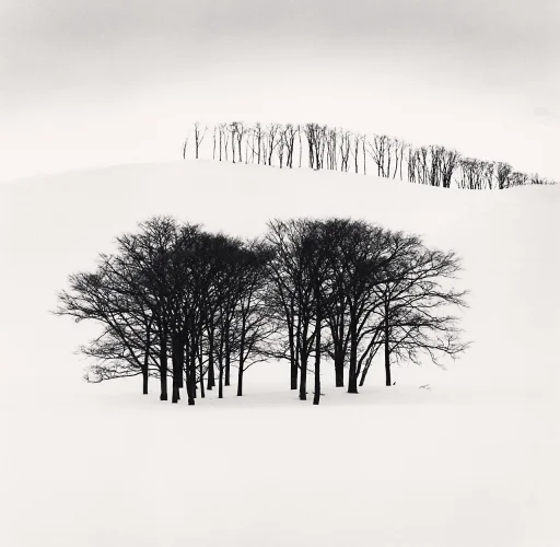 Minimalist Snowy Trees Dramatic High Contrast Nature