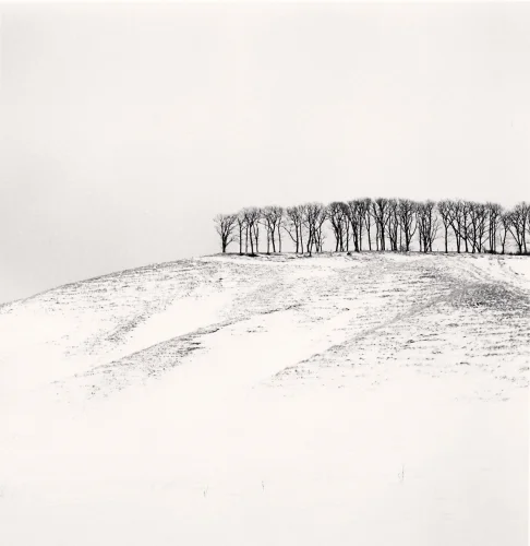 Minimalist Snowy Trees Dramatic Landscape High Contrast