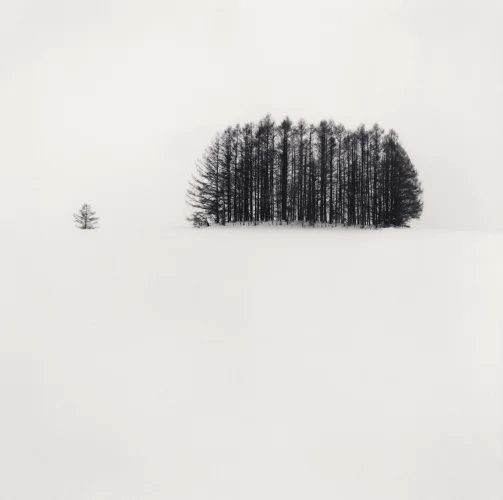 Minimalist Snowy Trees High Contrast Nature