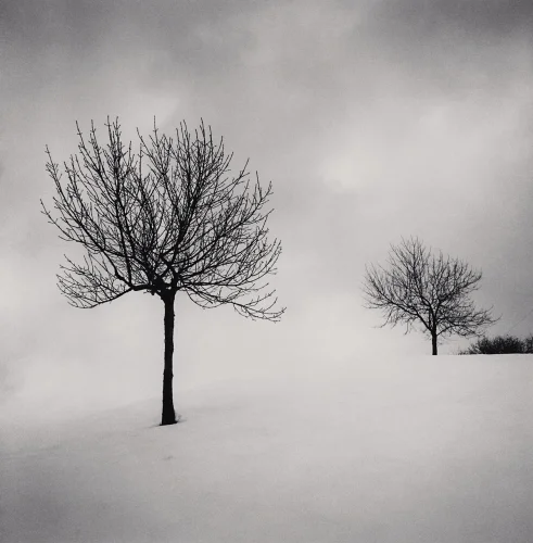Minimalist Snowy Trees High Contrast Dramatic Nature