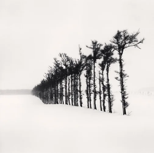 Minimalist Snowy Trees High Contrast Nature