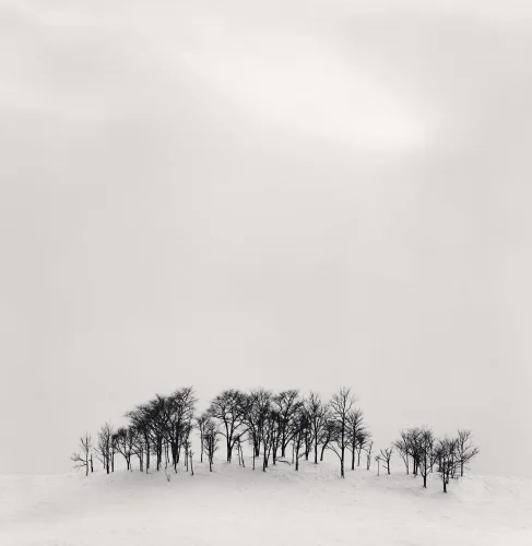 Minimalist Snowy Trees Winter Landscape High Contrast
