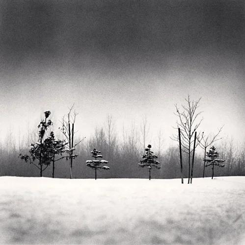 Minimalist Snowy Trees Winter Landscape High Contrast