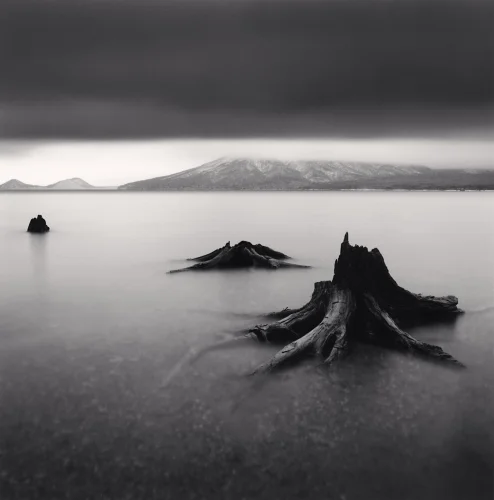 Minimalist Stumps Foggy Dramatic Atmospheric Timeless Nature