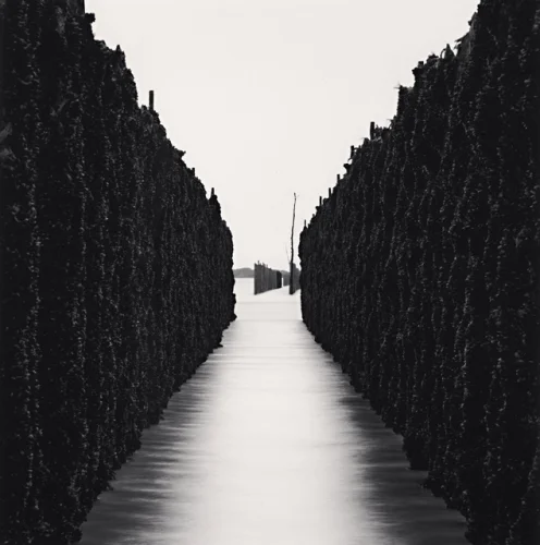 Minimalist Textured High Contrast Mysterious Nature