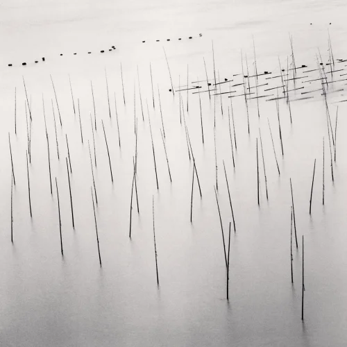Minimalist Textured High Contrast Nature