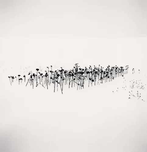 Minimalist Textured High Contrast Nature