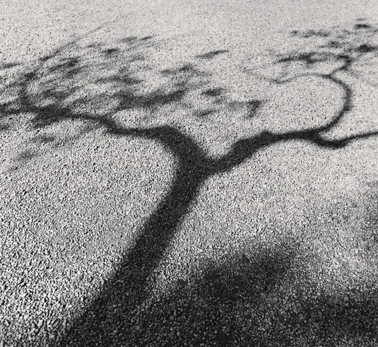 Minimalist Textured High Contrast Nature